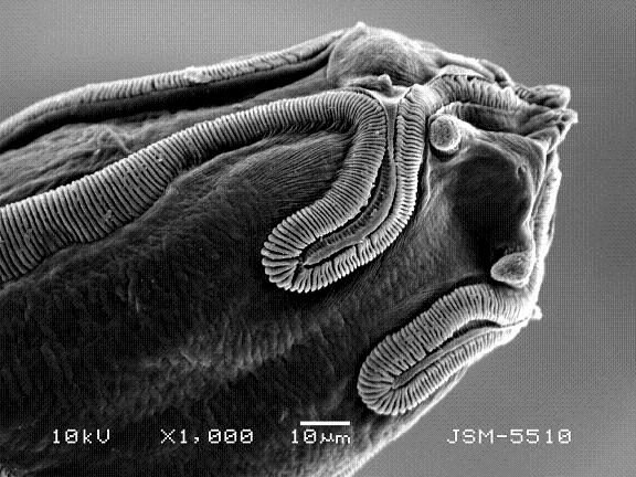 Представитель Семейства Acuariidae